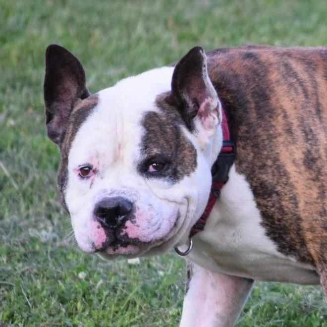Dillon, Adoptable, Adult Male Pit Bull Terrier.