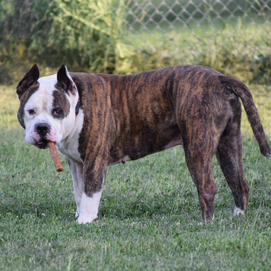 Dillon, a Adoptable Pit Bull Terrier in Albert Lea, MN image 2/6
