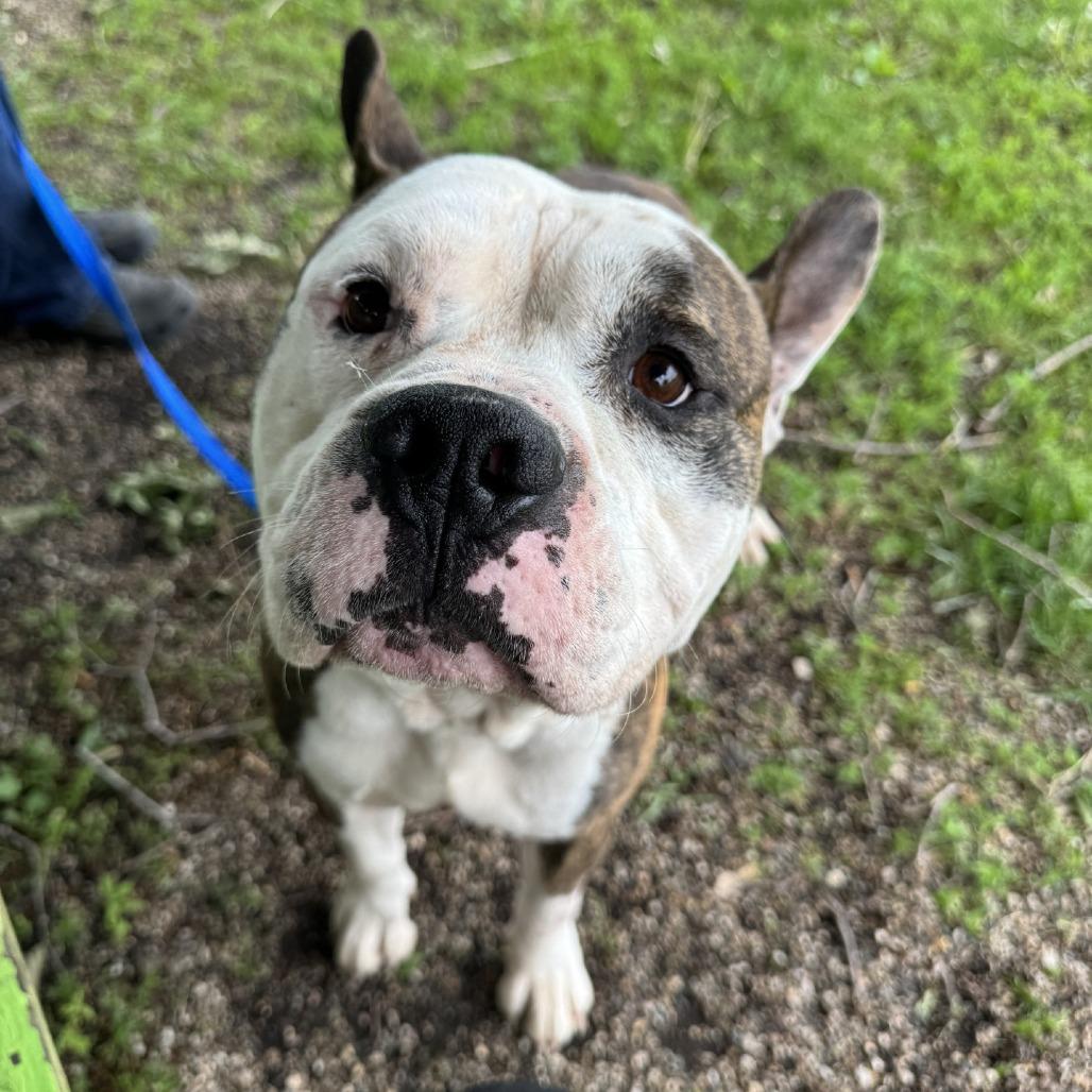 Dillon, Adoptable, Adult Male Pit Bull Terrier.