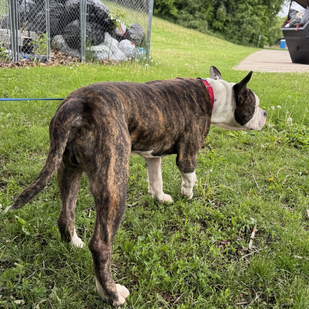 Dillon, a Adoptable Pit Bull Terrier in Albert Lea, MN image 3/6