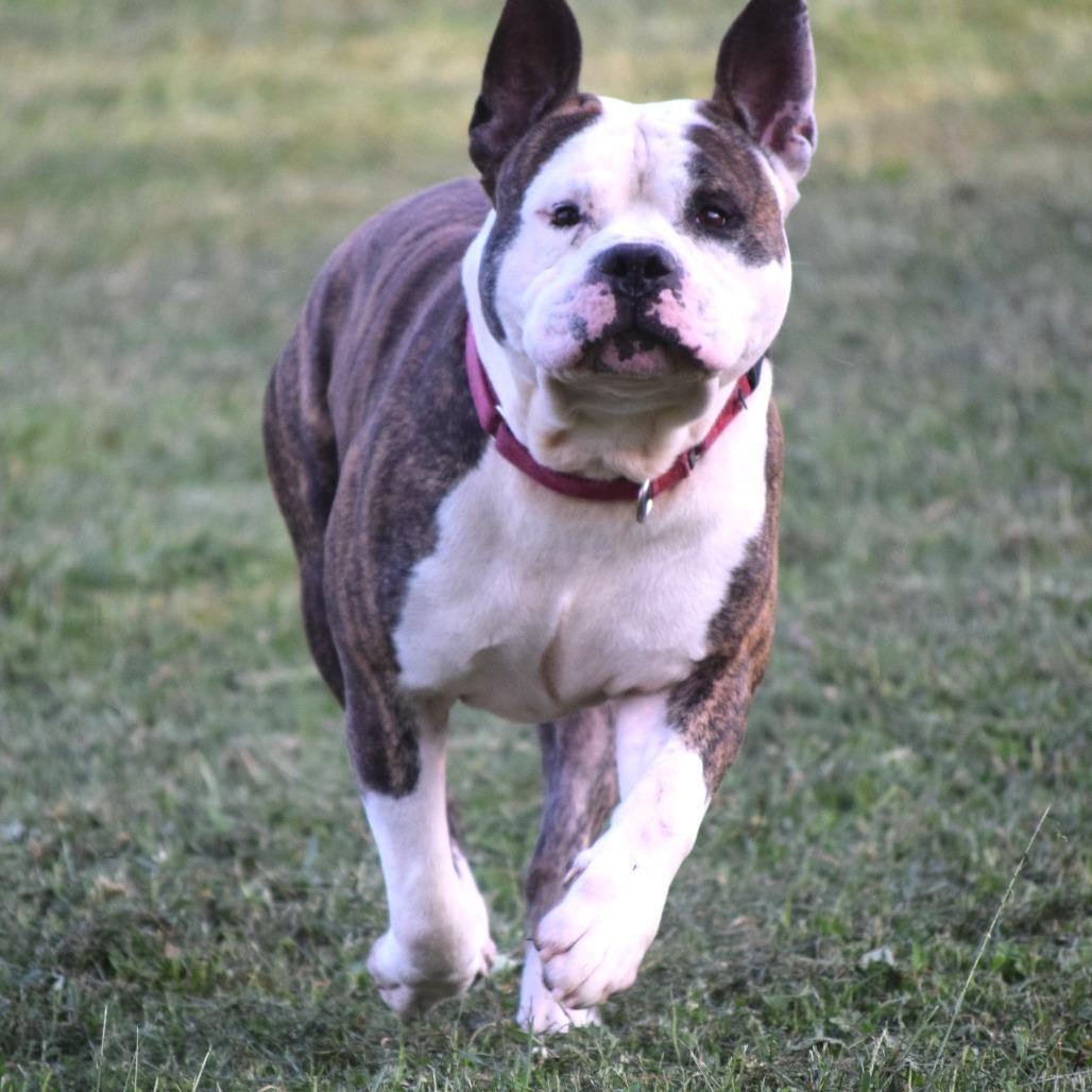 Dillon, a Adoptable Pit Bull Terrier in Albert Lea, MN image 3/6