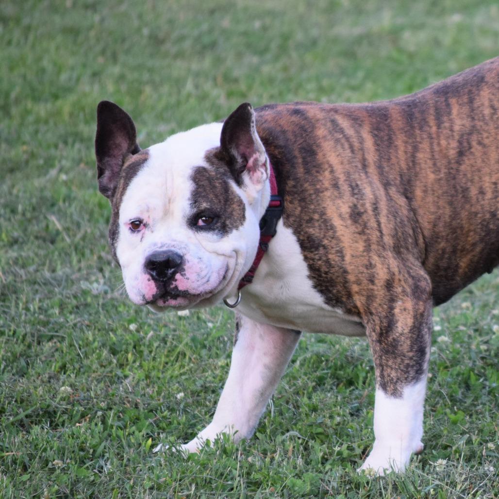 Dillon, a Adoptable Pit Bull Terrier in Albert Lea, MN image 4/6
