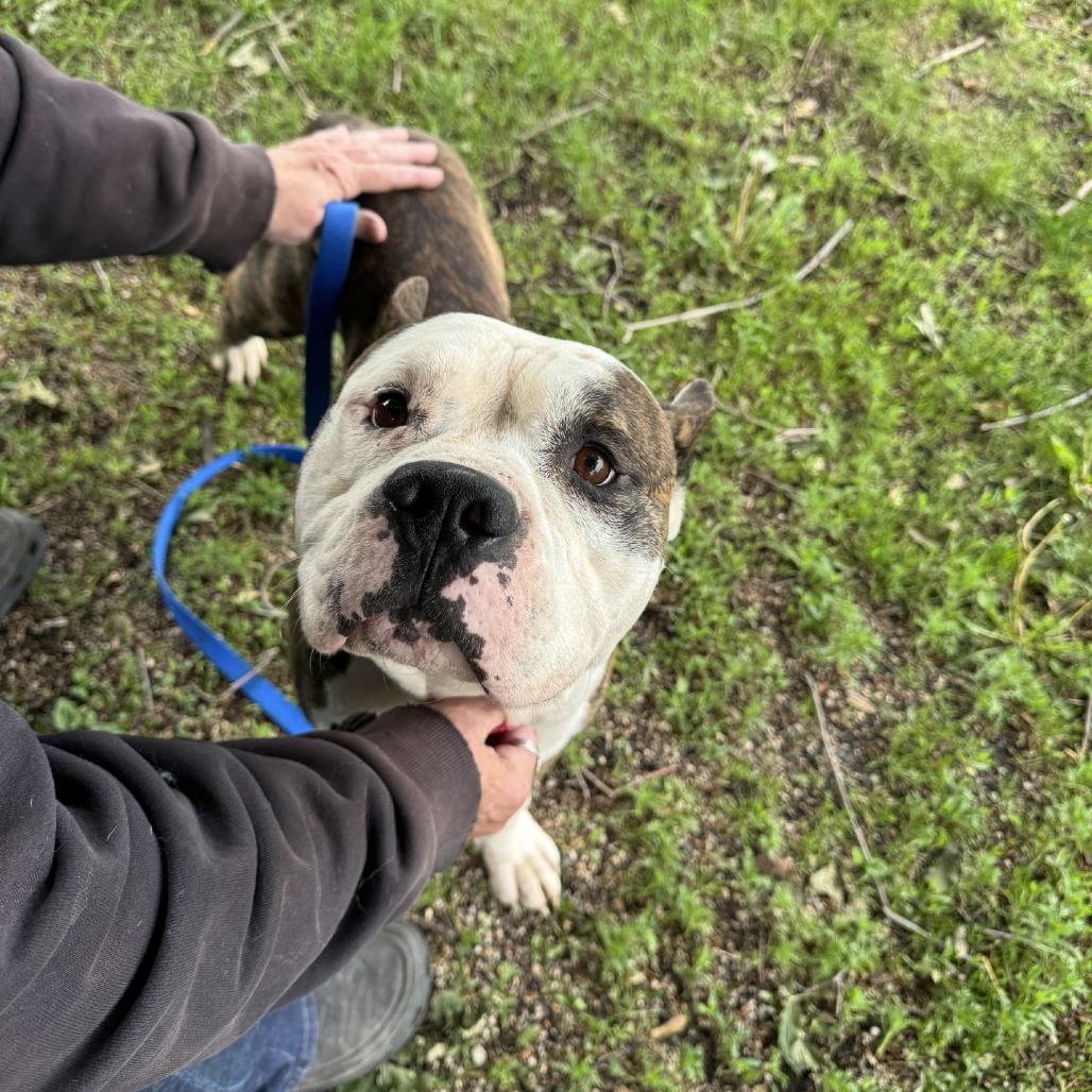Dillon, a Adoptable Pit Bull Terrier in Albert Lea, MN image 5/6