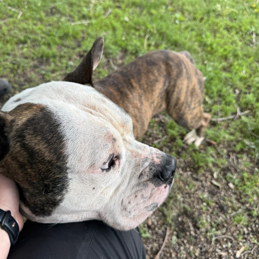 Dillon, a Adoptable Pit Bull Terrier in Albert Lea, MN image 6/6