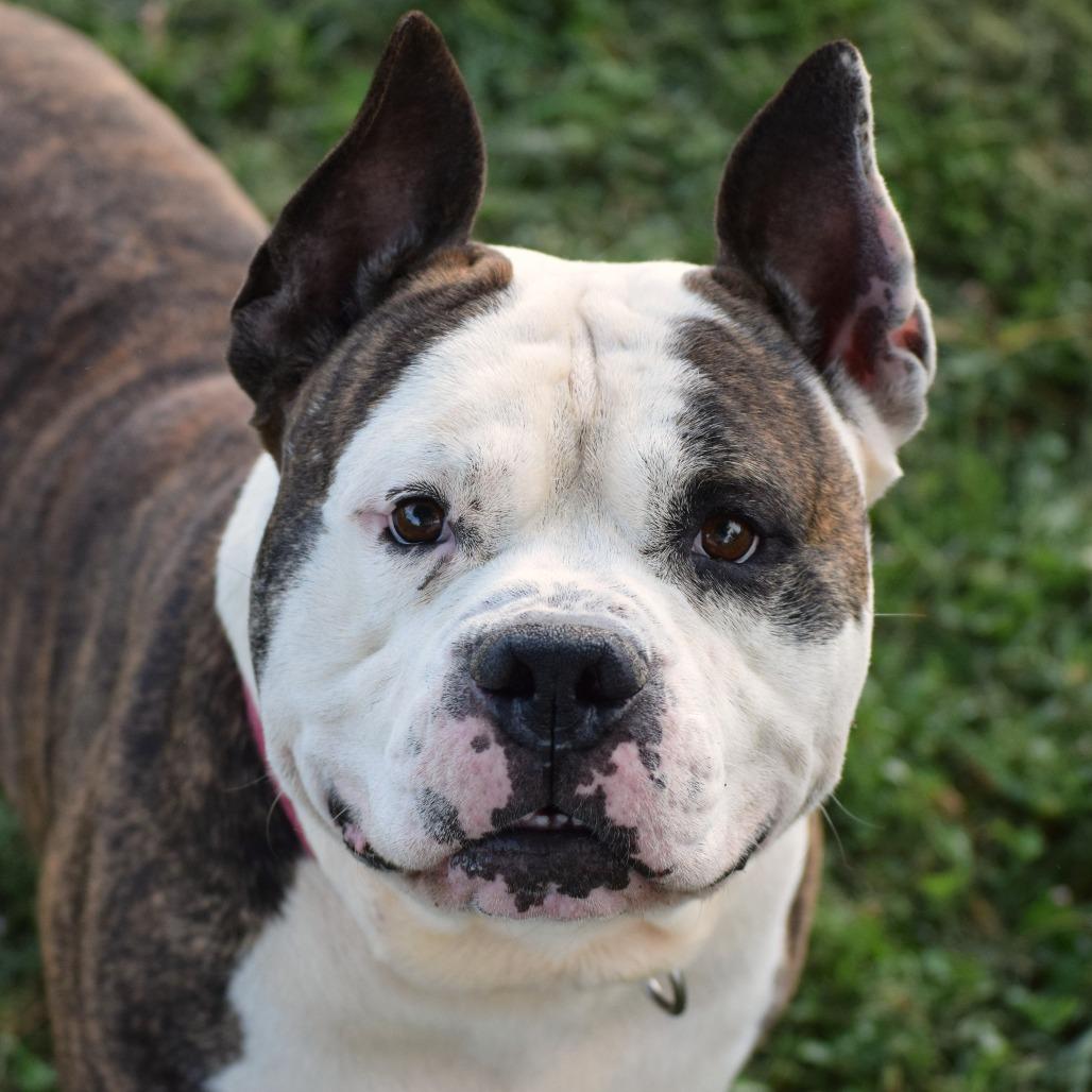 Dillon, a Adoptable Pit Bull Terrier in Albert Lea, MN image 5/6