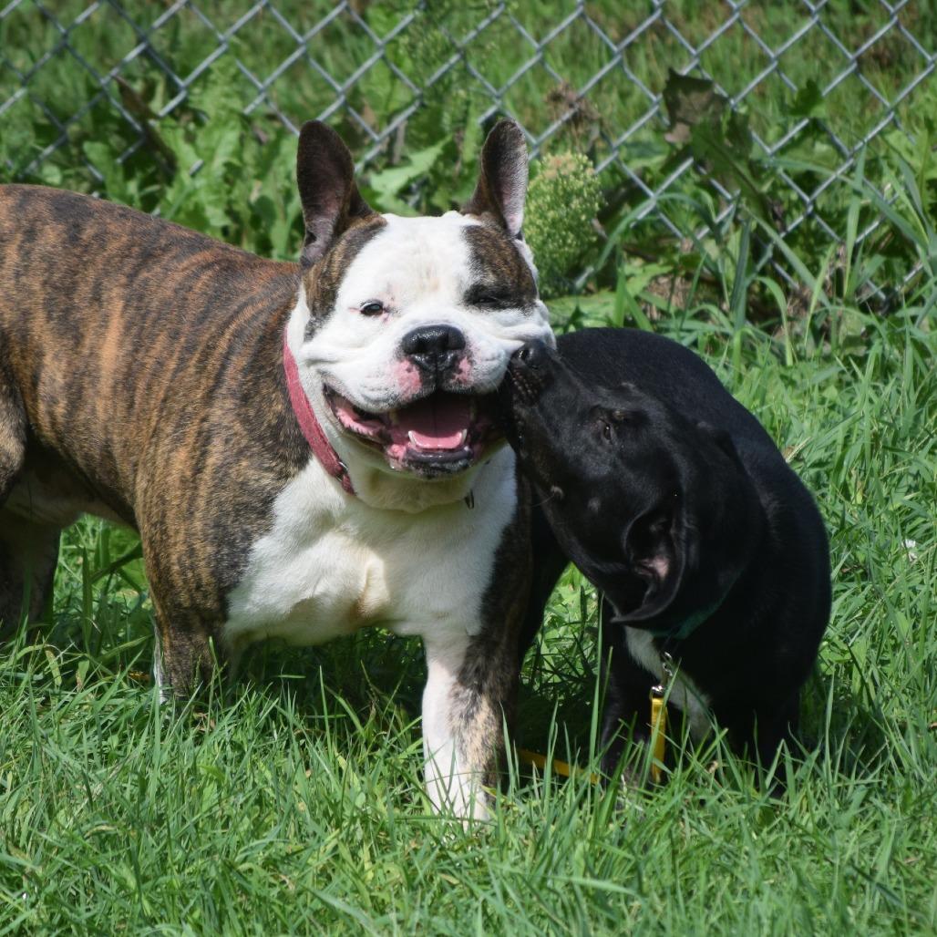 Dillon, a Adoptable Pit Bull Terrier in Albert Lea, MN image 6/6