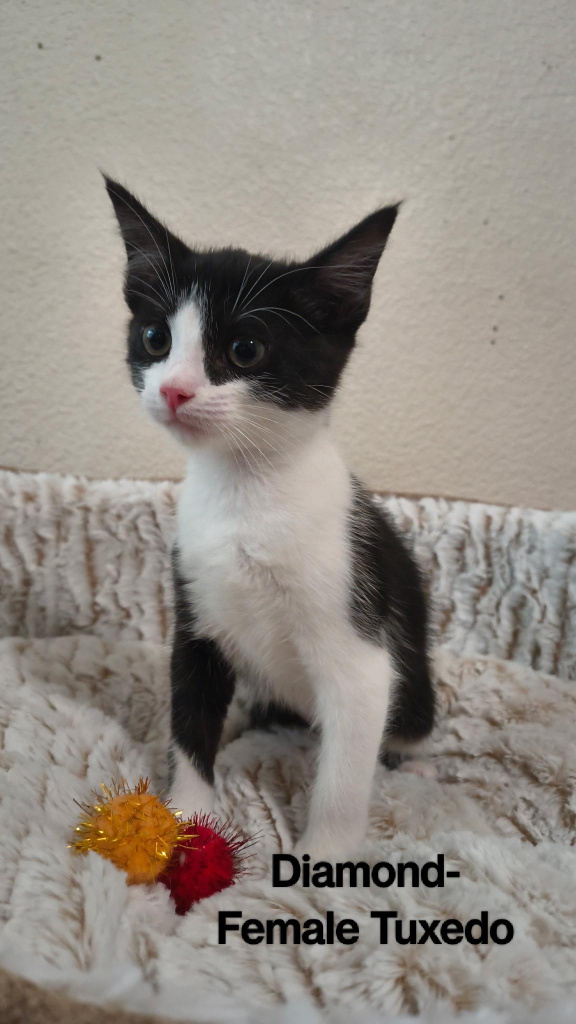 Enlarge Diamond, a ADOPTABLE mixed breed in Brentwood, CA image 1/1