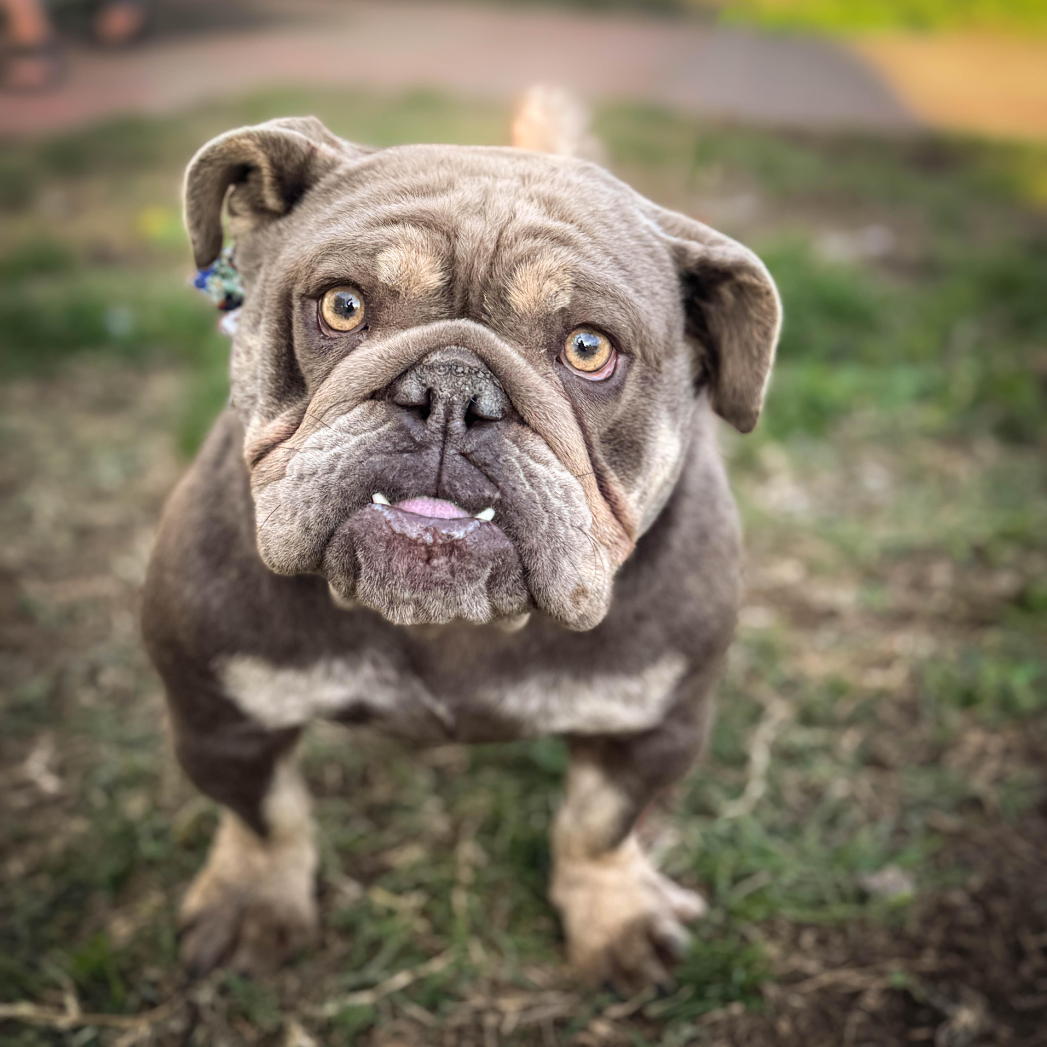 Enlarge Bella, a ADOPTABLE Bulldog in Torrance, CA image 3/4