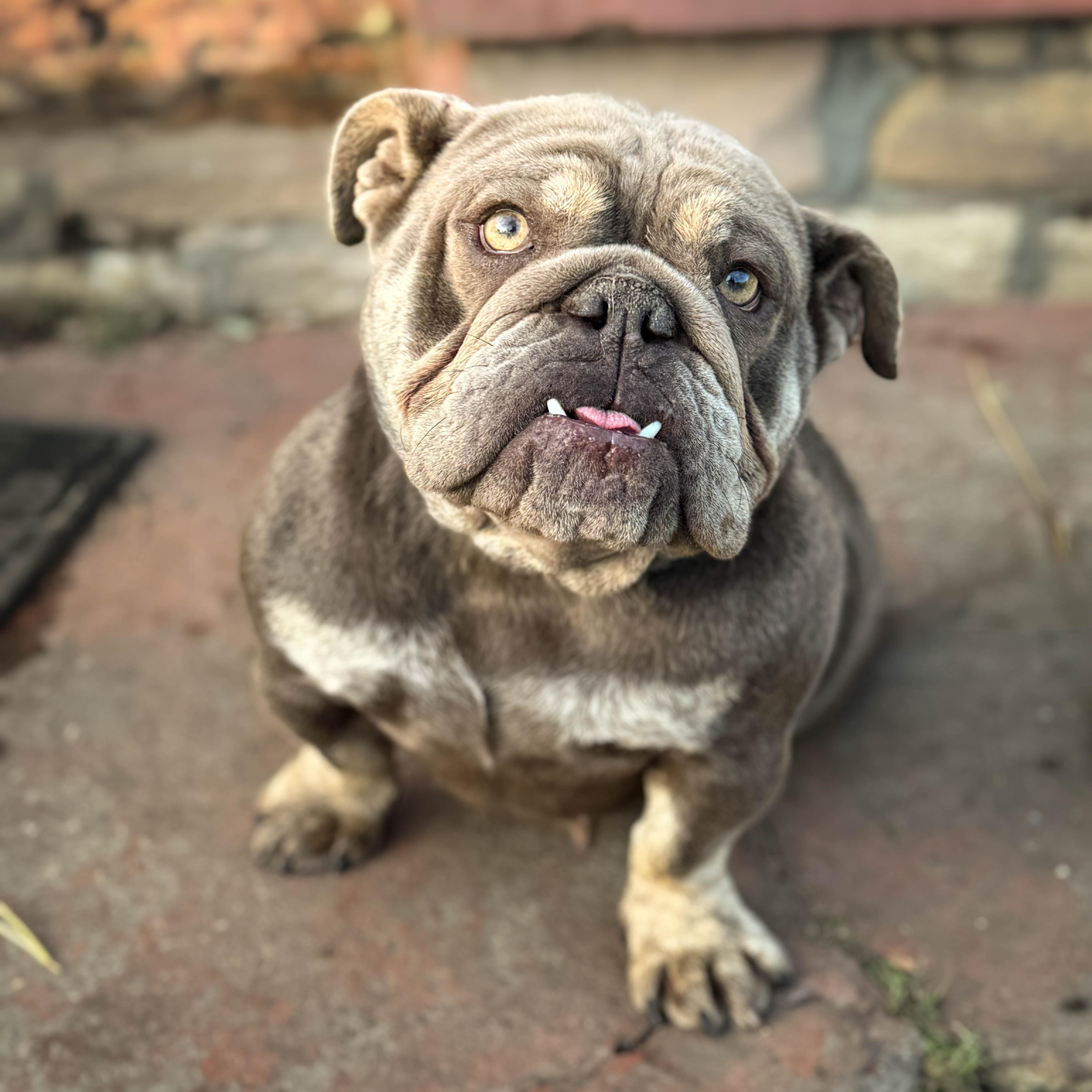 Enlarge Bella, a ADOPTABLE Bulldog in Torrance, CA image 4/4