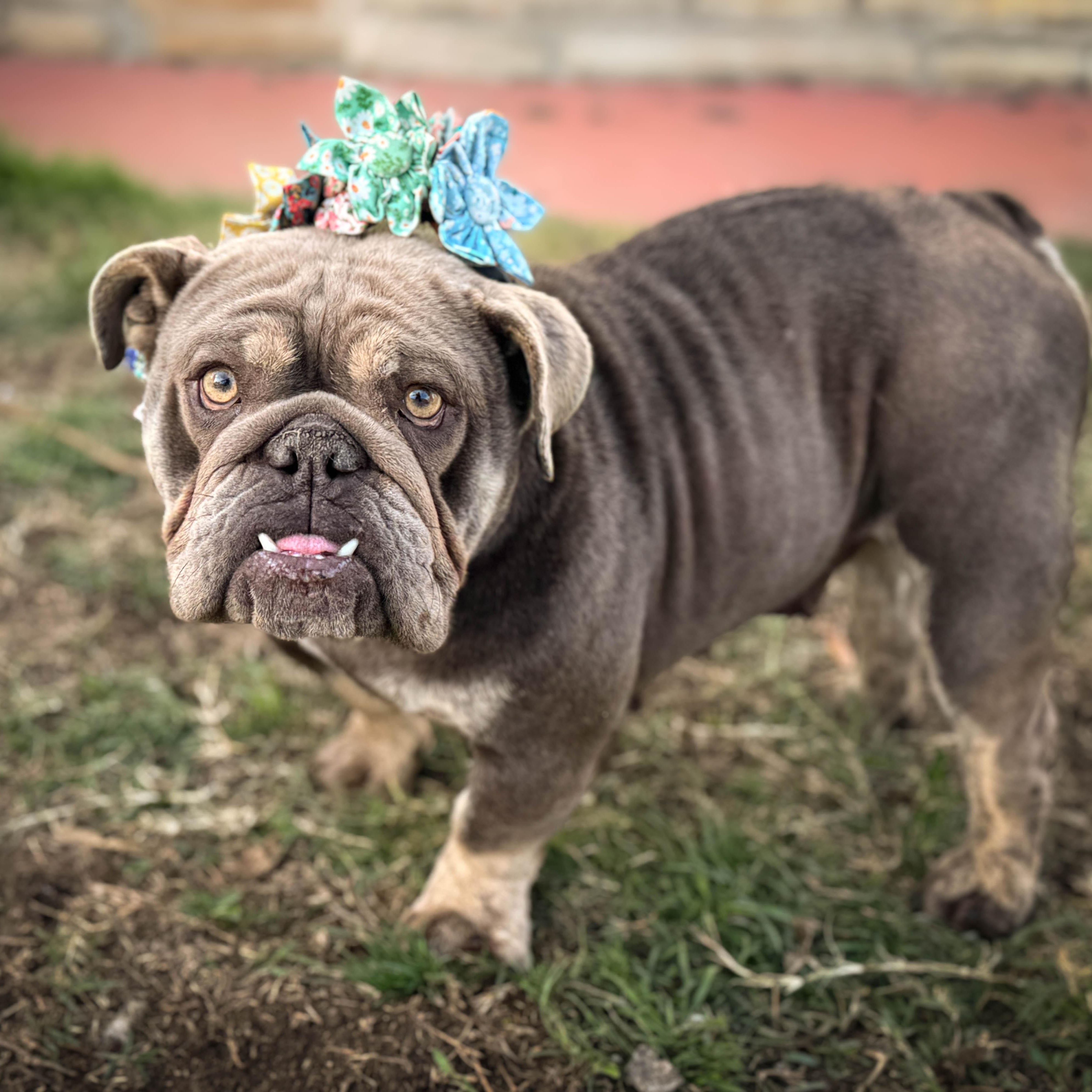 Bella, ADOPTABLE, Adult Female Bulldog.
