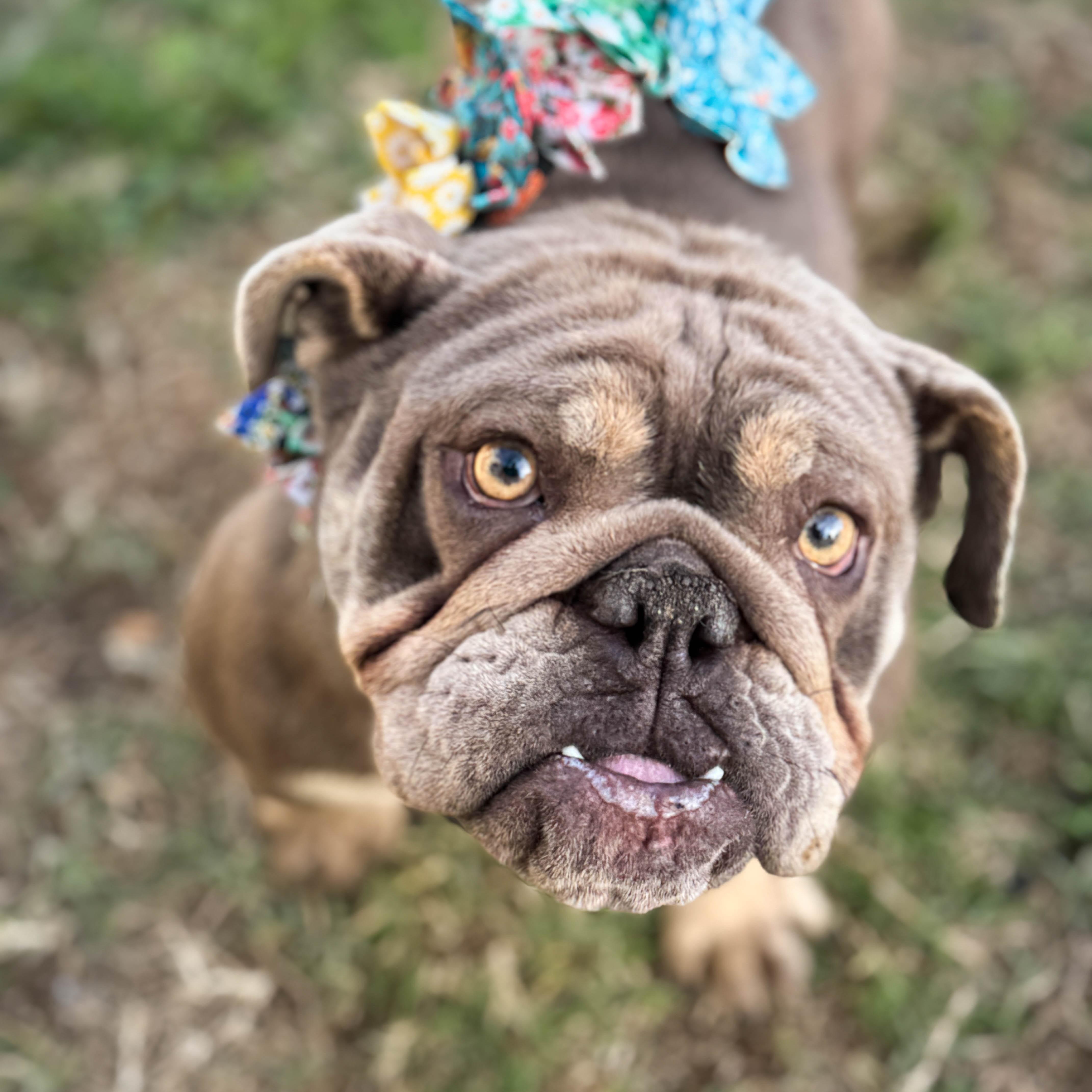 Enlarge Bella, a ADOPTABLE Bulldog in Torrance, CA image 2/4