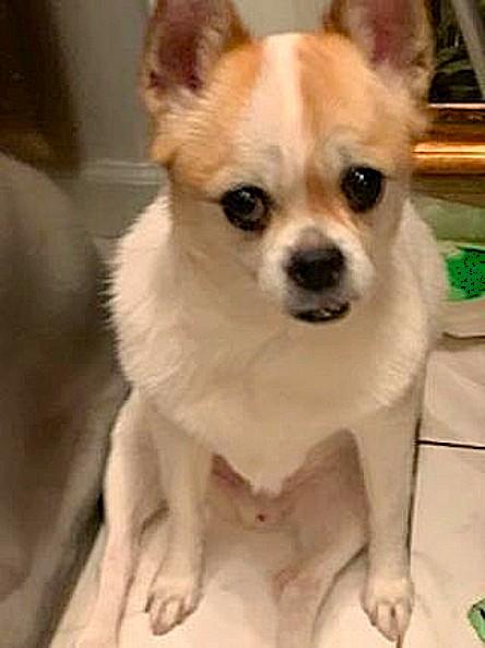 Enlarge LOUIE, an adopted mixed breed in Huntington, NY image 1/3