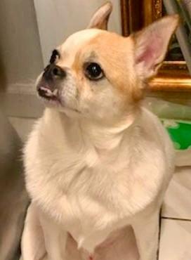 Enlarge LOUIE, an adopted mixed breed in Huntington, NY image 3/3