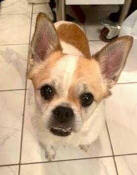 Enlarge LOUIE, an adopted mixed breed in Huntington, NY image 2/3
