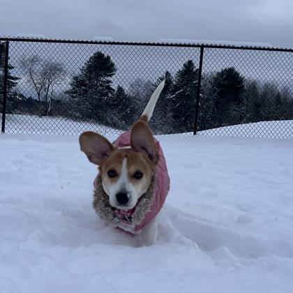 Basil, Adoptable, Adult Female Beagle & Mixed Breed.