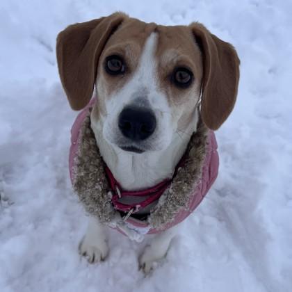 Enlarge Basil, a Adoptable mixed breed in East Montpelier, VT image 2/3