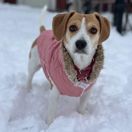 Enlarge Basil, a Adoptable mixed breed in East Montpelier, VT image 3/3