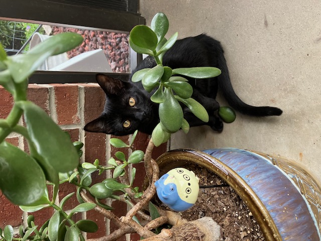 Mercedes of the Car Family, Baby Female Domestic Short Hair