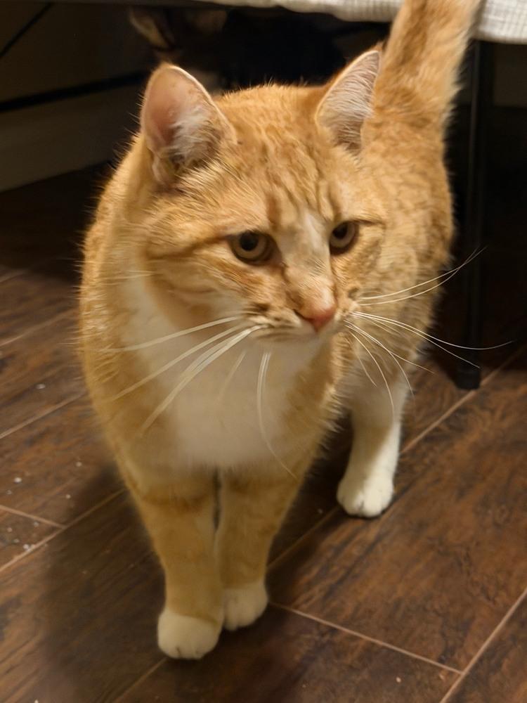 Clay, Adoptable, Adult Male Domestic Short Hair.