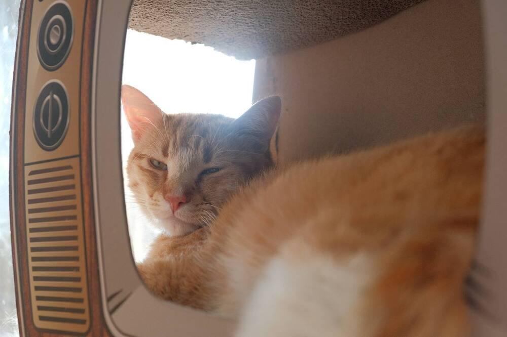 Enlarge Clay, a Adoptable mixed breed in Lafayette, CO image 1/5