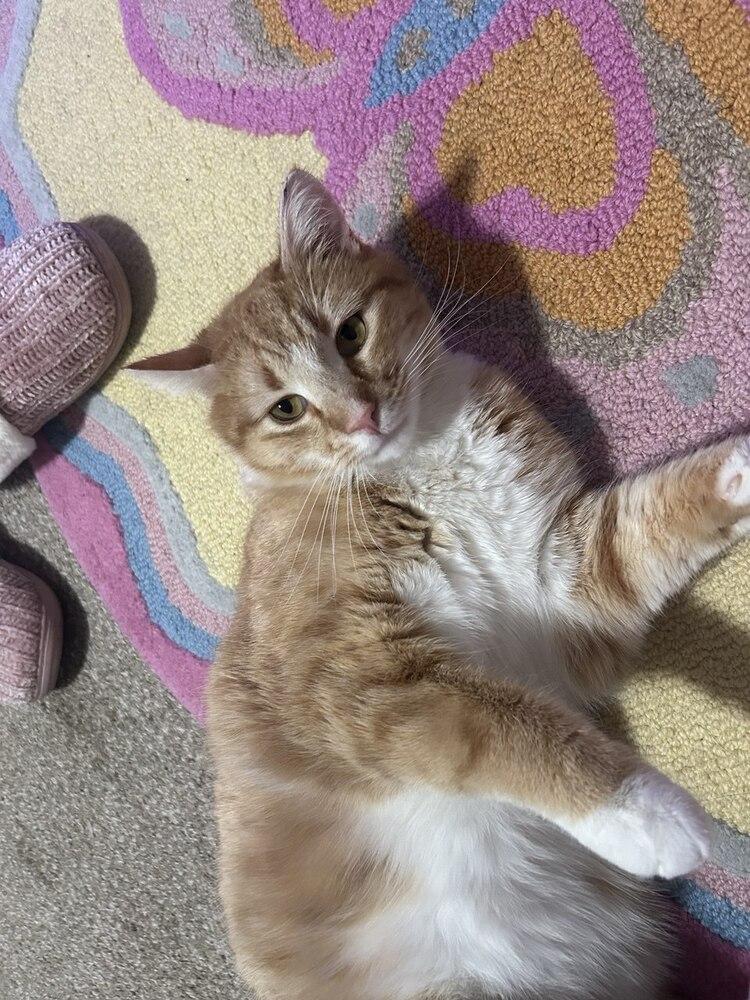 Enlarge Clay, a Adoptable mixed breed in Lafayette, CO image 2/5