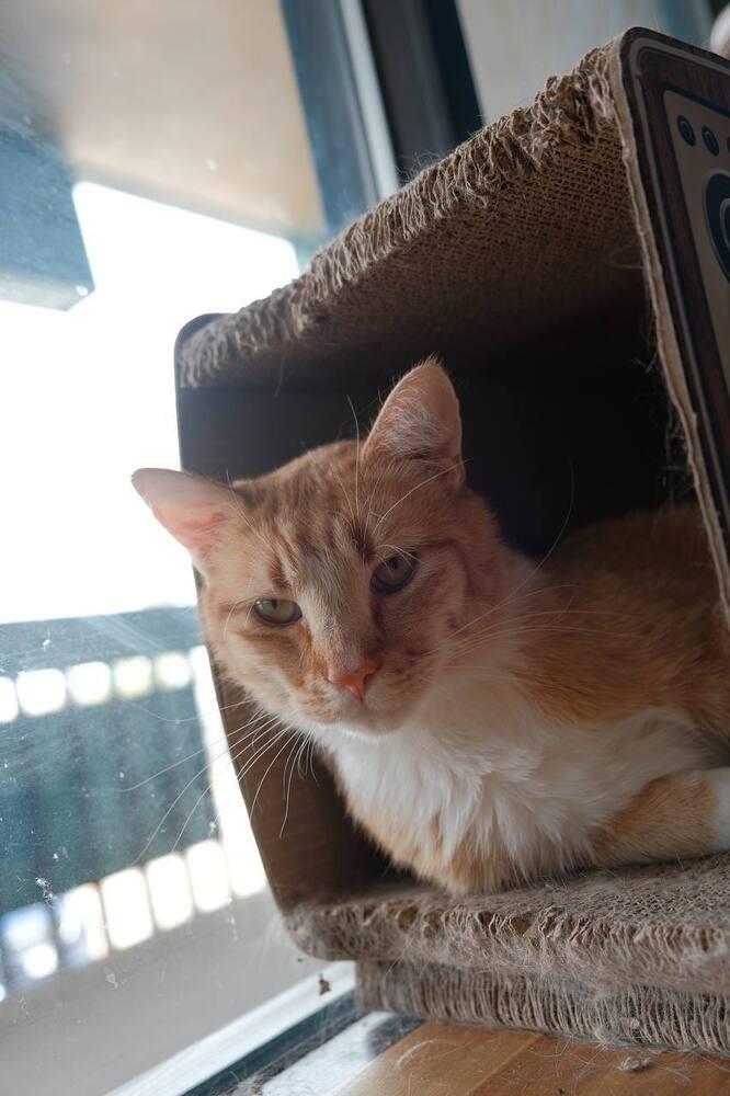 Enlarge Clay, a Adoptable mixed breed in Lafayette, CO image 3/5