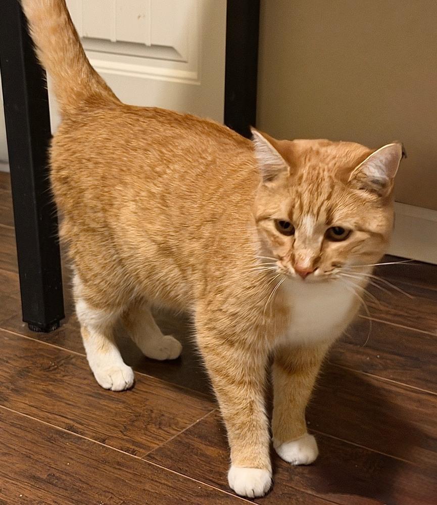 Enlarge Clay, a Adoptable mixed breed in Lafayette, CO image 4/6