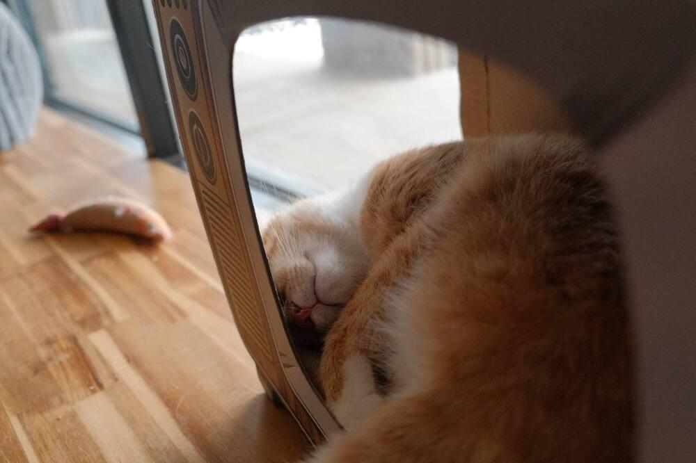 Enlarge Clay, a Adoptable mixed breed in Lafayette, CO image 5/5