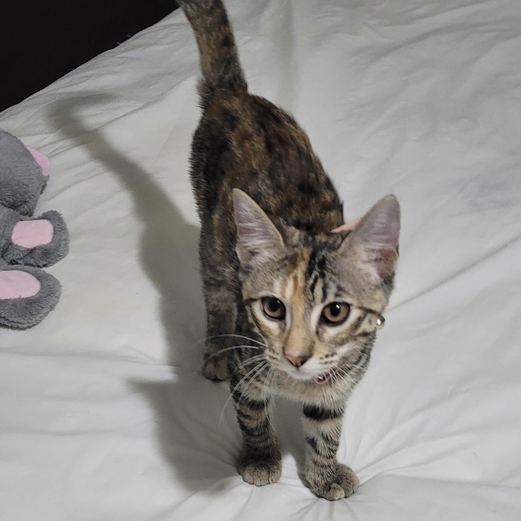 Enlarge Rosie, a Adoptable Domestic Short Hair in Niagara Falls, NY image 5/6