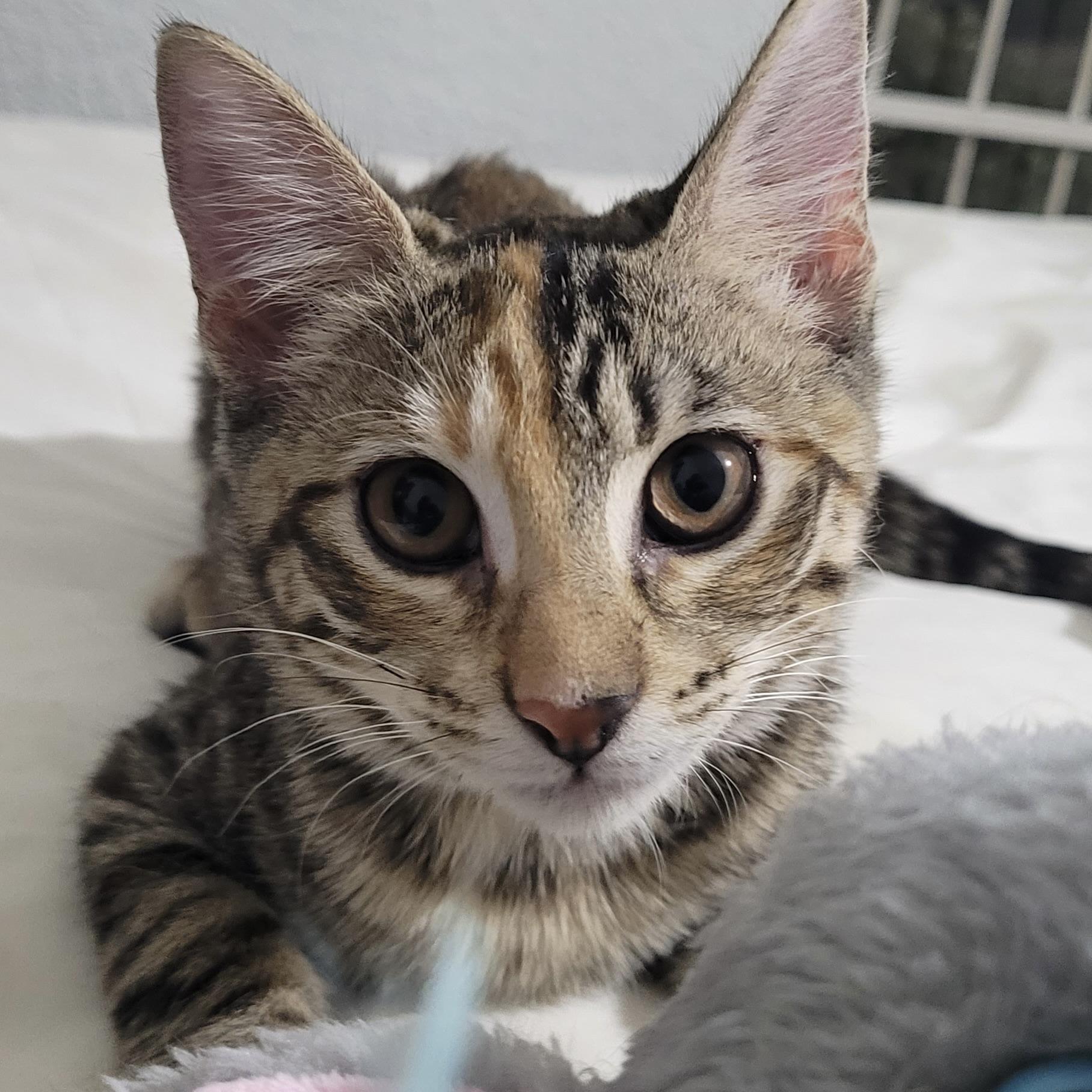 Enlarge Rosie, a Adoptable Domestic Short Hair in Niagara Falls, NY image 6/6