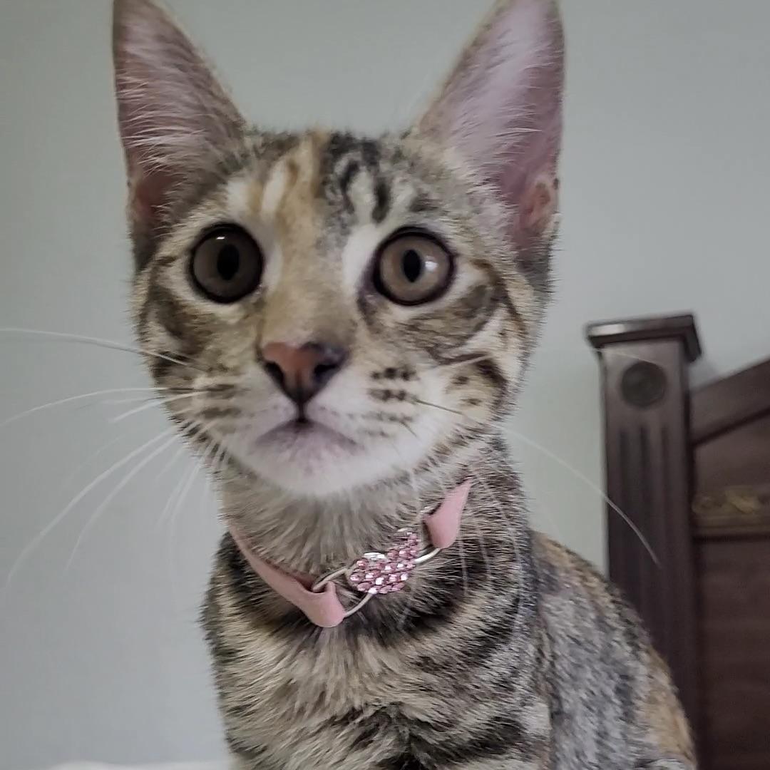 Enlarge Rosie, a Adoptable Domestic Short Hair in Niagara Falls, NY image 1/6