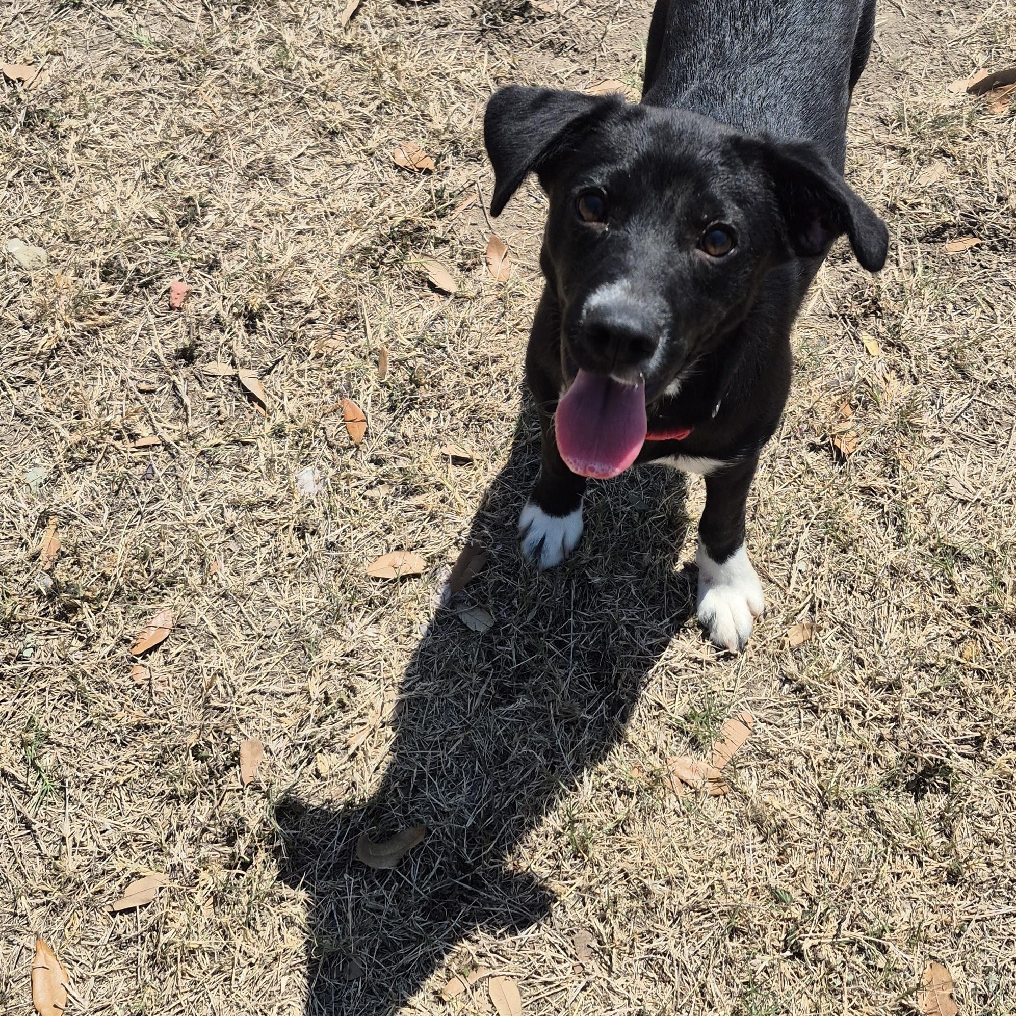 Enlarge Gravity Blue, a ADOPTABLE Mixed Breed in Schertz, TX image 4/4