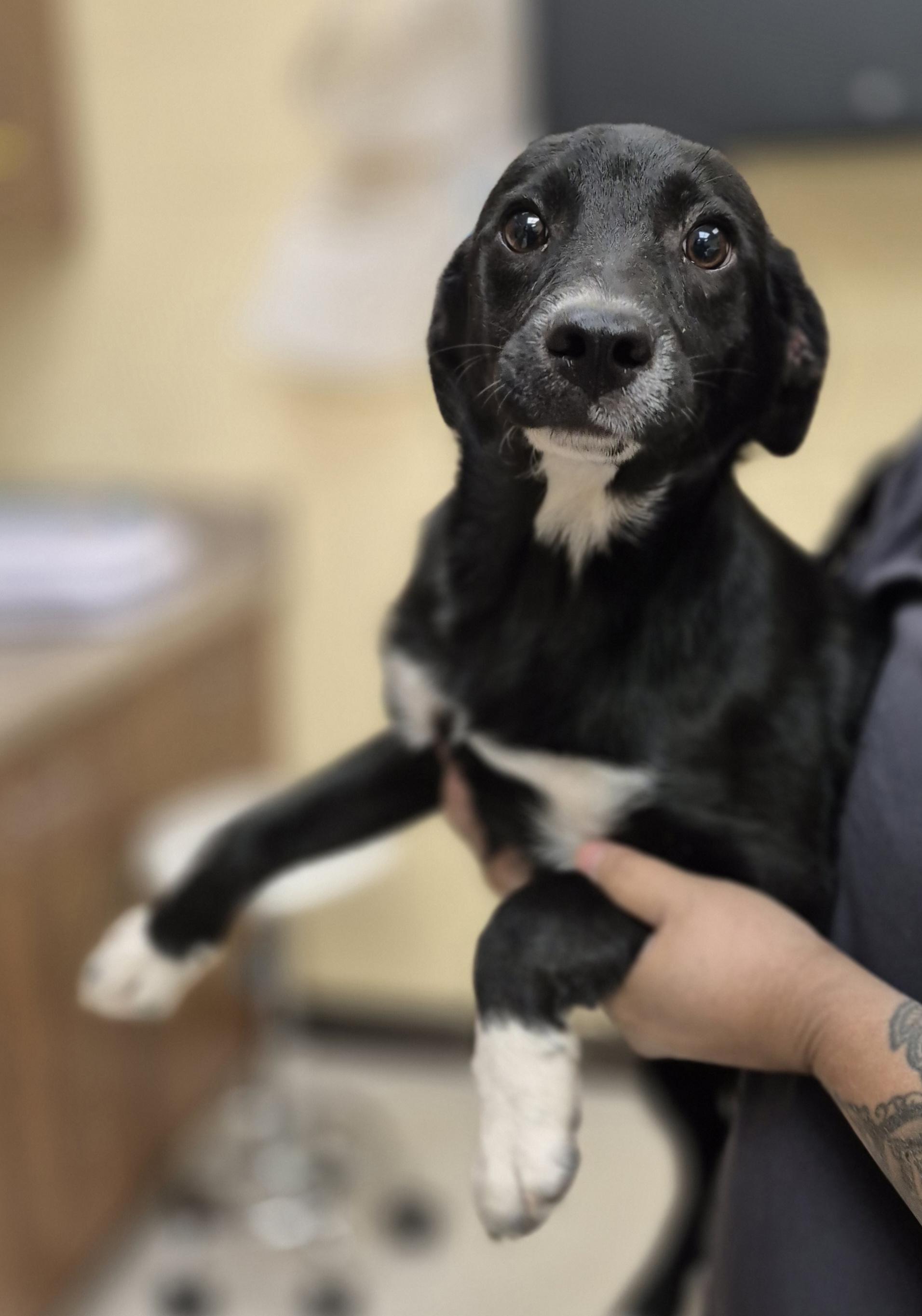 Gravity Blue, ADOPTABLE, Young Male Mixed Breed.