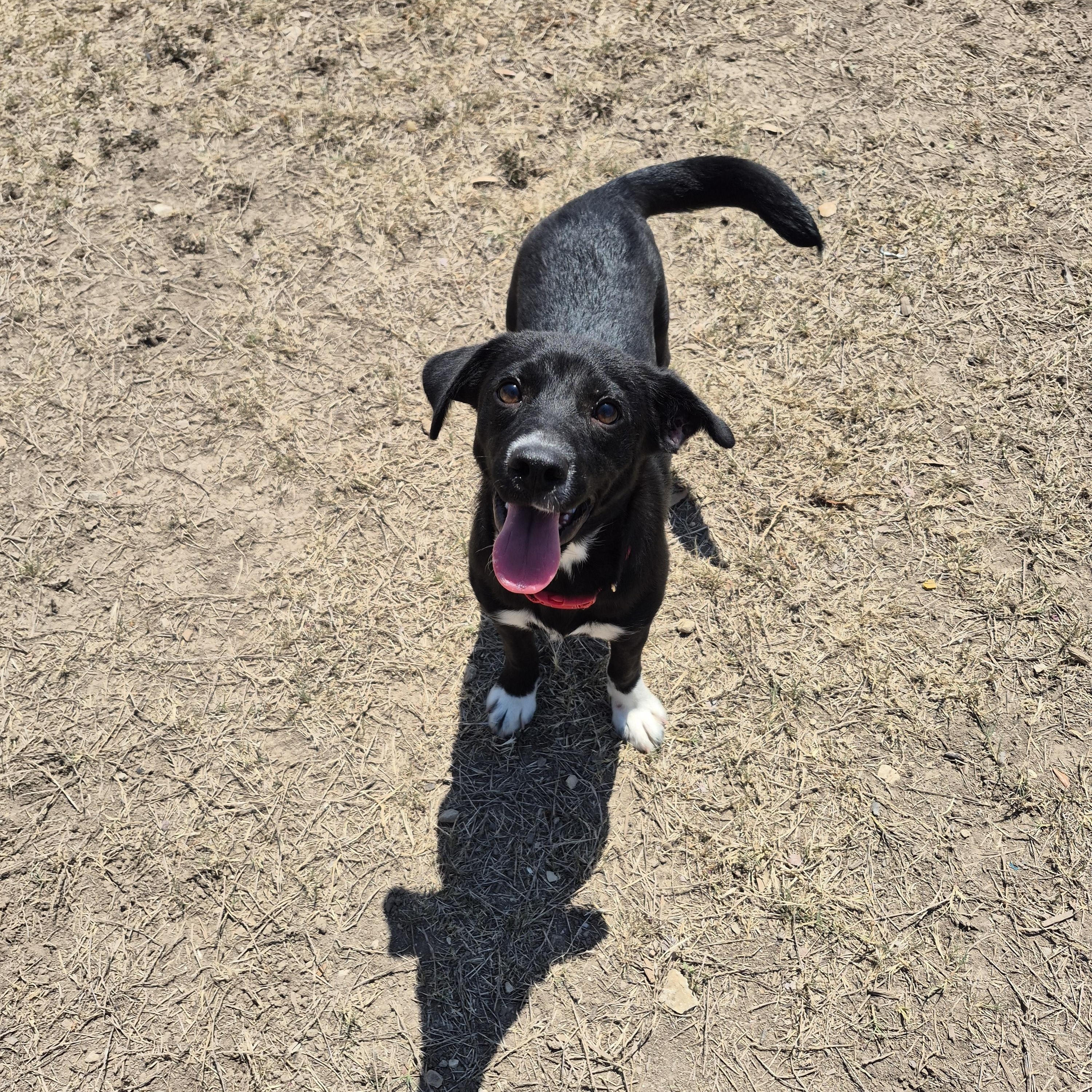 Enlarge Gravity Blue, a ADOPTABLE Mixed Breed in Schertz, TX image 3/4
