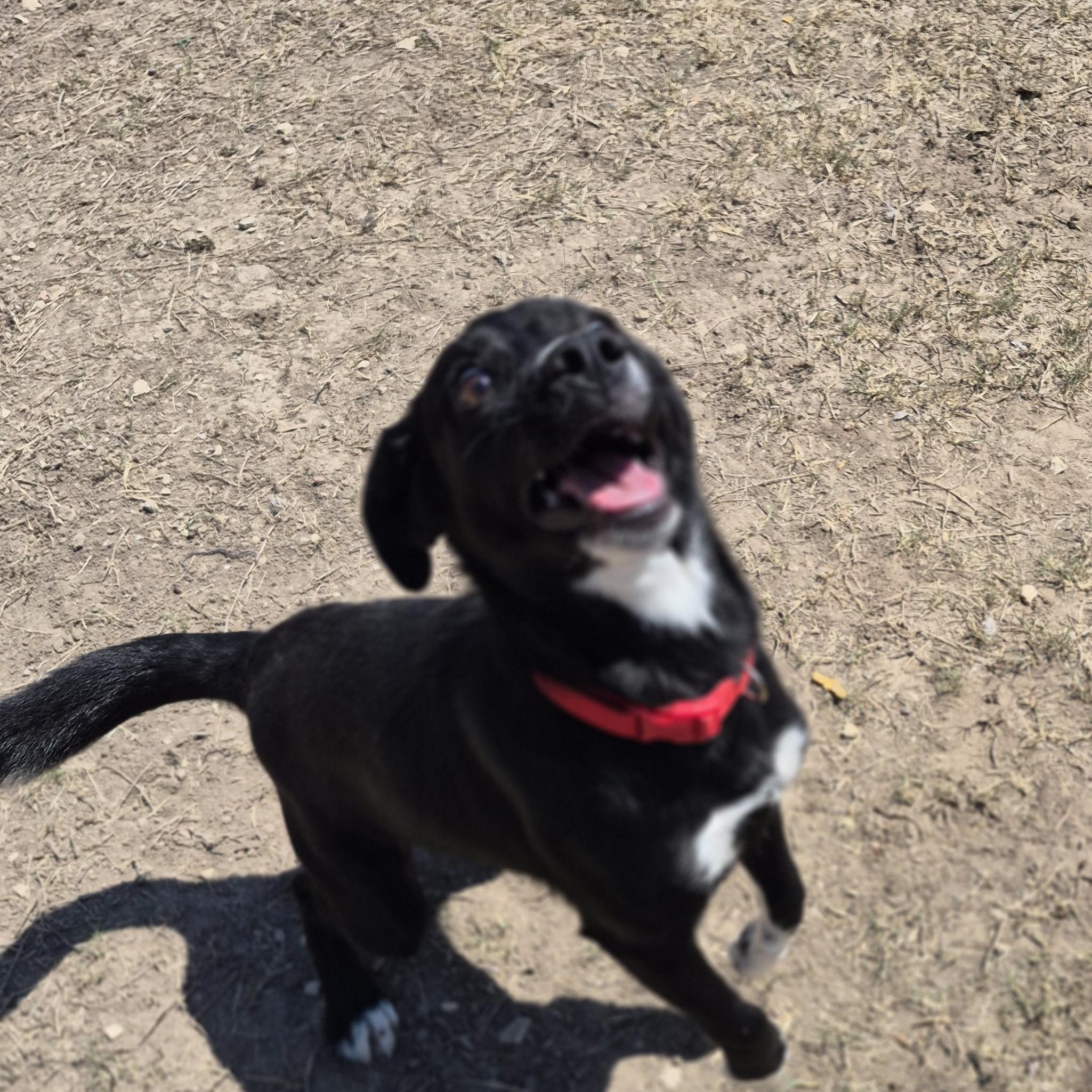 Enlarge Gravity Blue, a ADOPTABLE Mixed Breed in Schertz, TX image 2/4