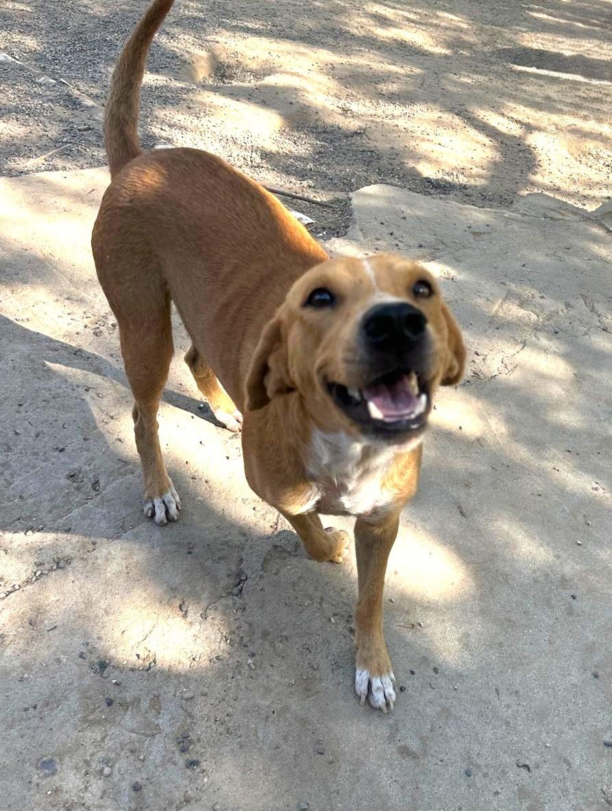 Enlarge Buster, a Adoptable Mixed Breed in San Diego, CA image 6/6