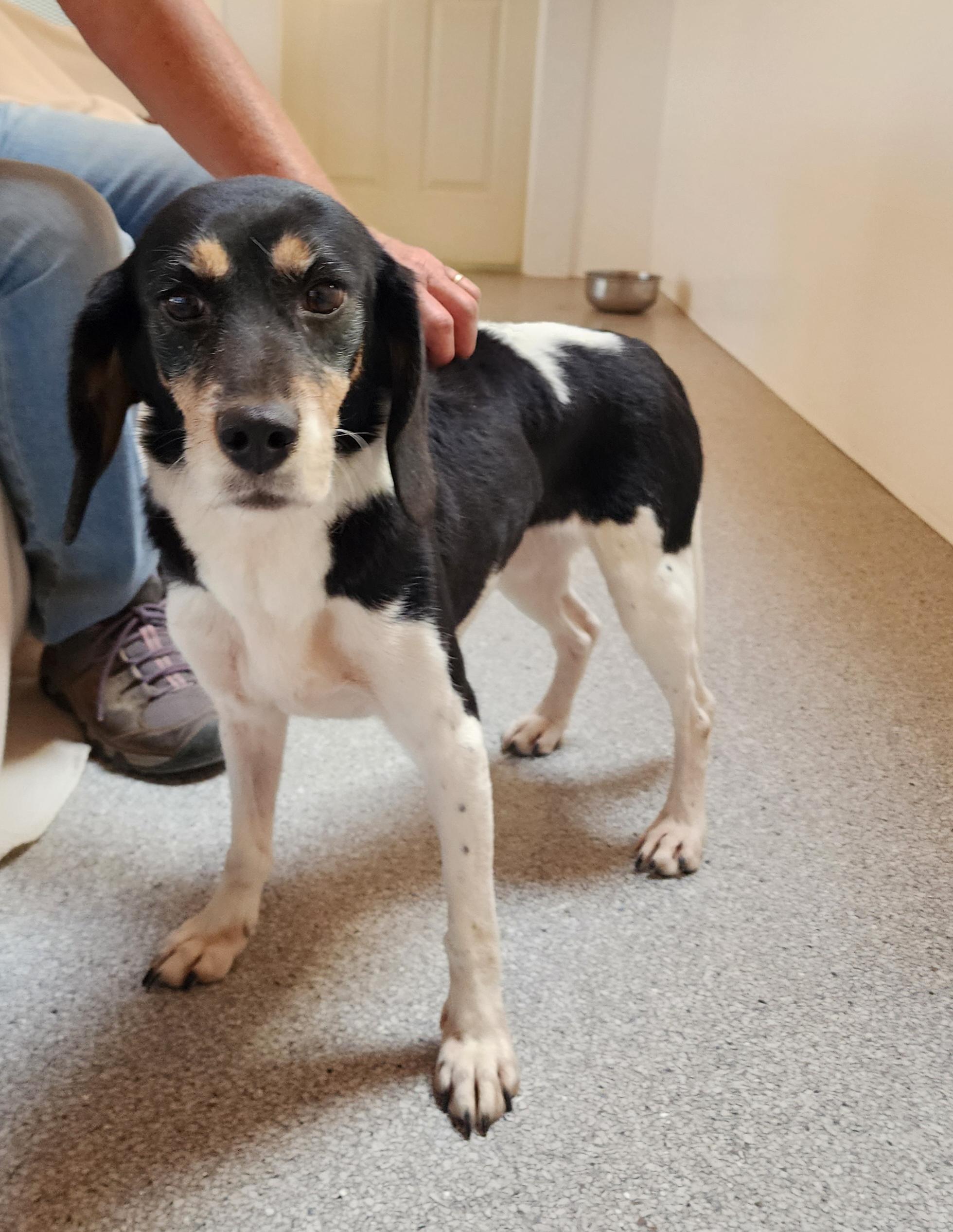 Mercedes, an adoptable Beagle in Hartville, WY, 82215 | Photo Image 1