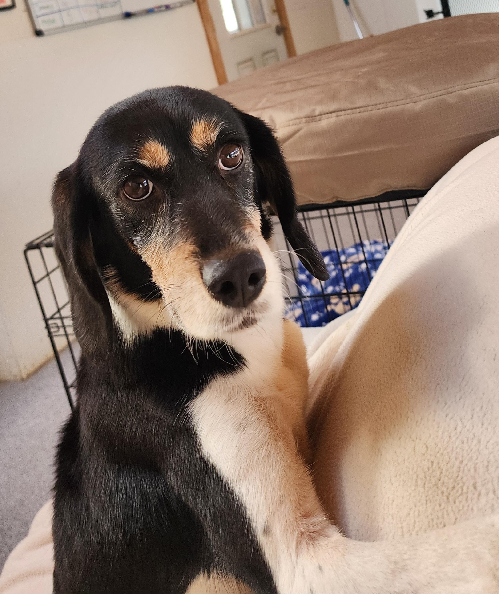 Mercedes, an adoptable Beagle in Hartville, WY, 82215 | Photo Image 3