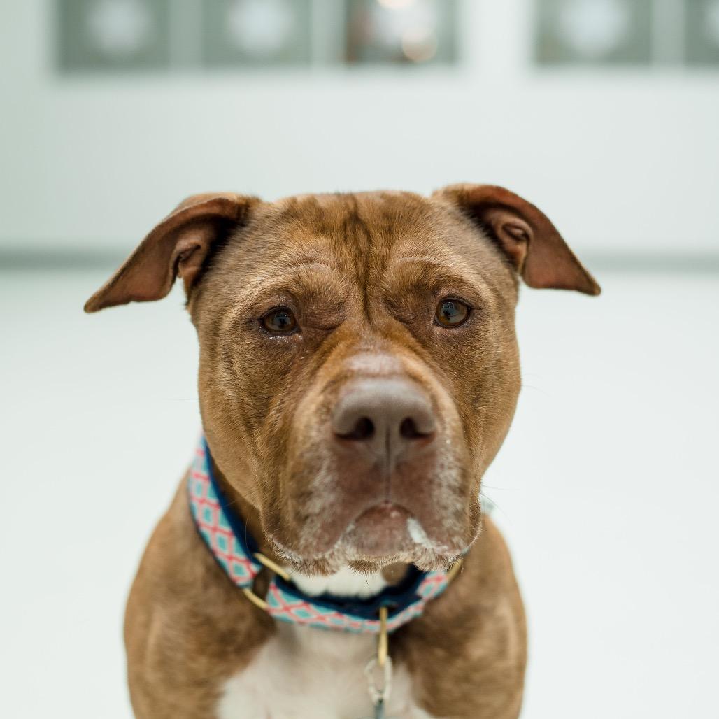 Enlarge Will, a Adoptable Mixed Breed in Warwick, RI image 1/6