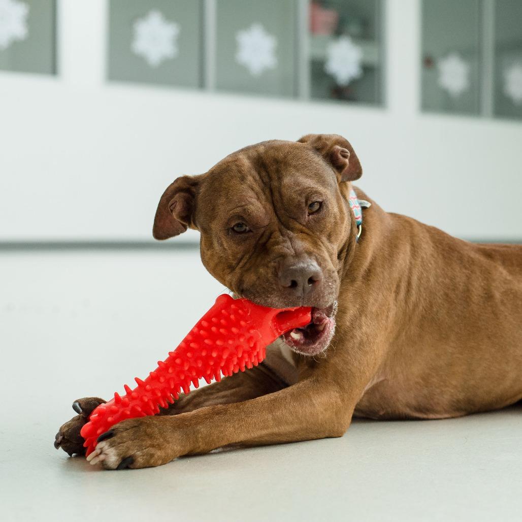 Enlarge Will, a Adoptable Mixed Breed in Warwick, RI image 1/6