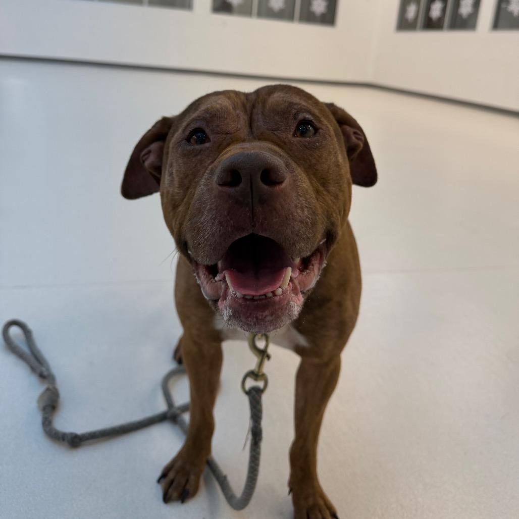 Enlarge Will, a Adoptable Mixed Breed in Warwick, RI image 2/6