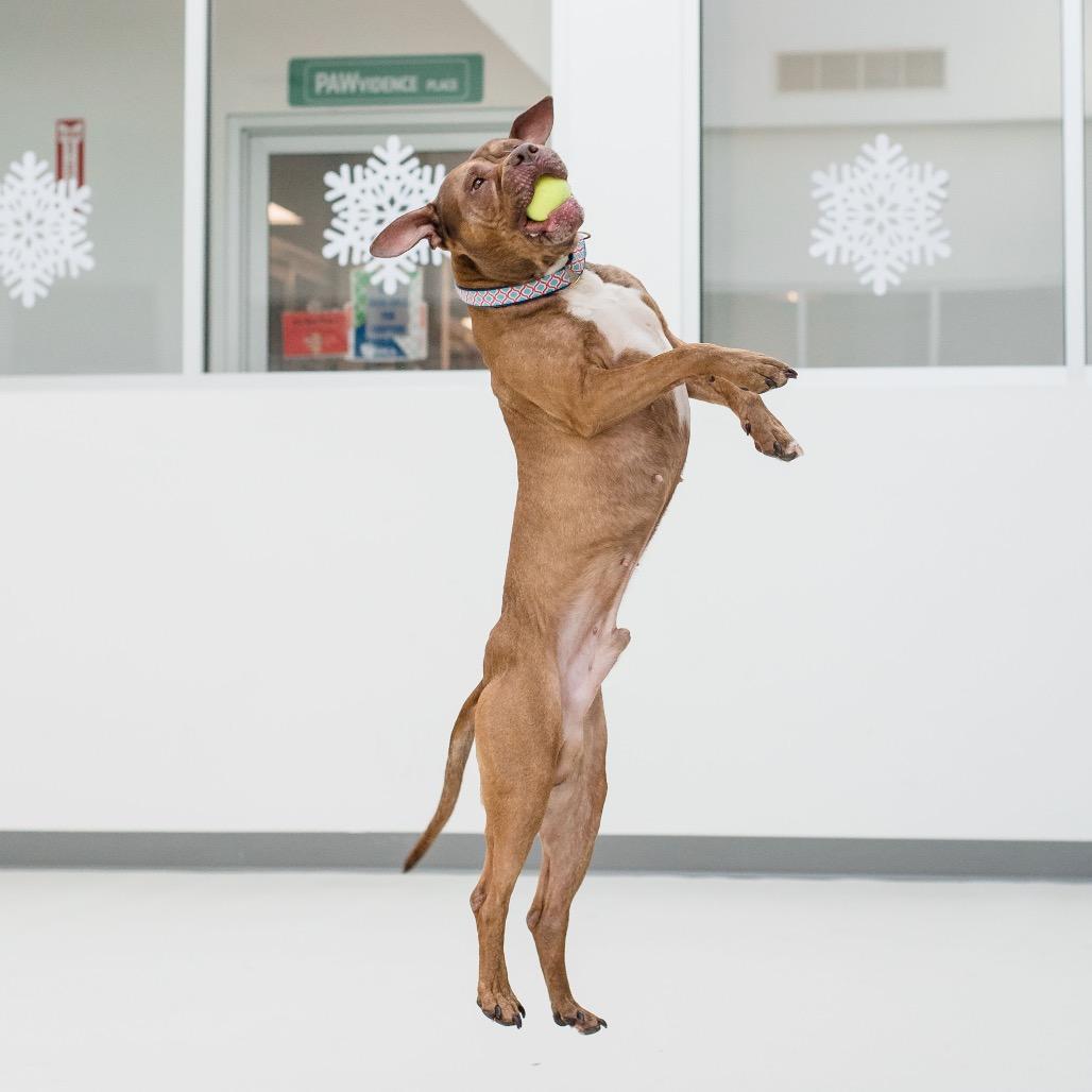 Enlarge Will, a Adoptable Mixed Breed in Warwick, RI image 3/6