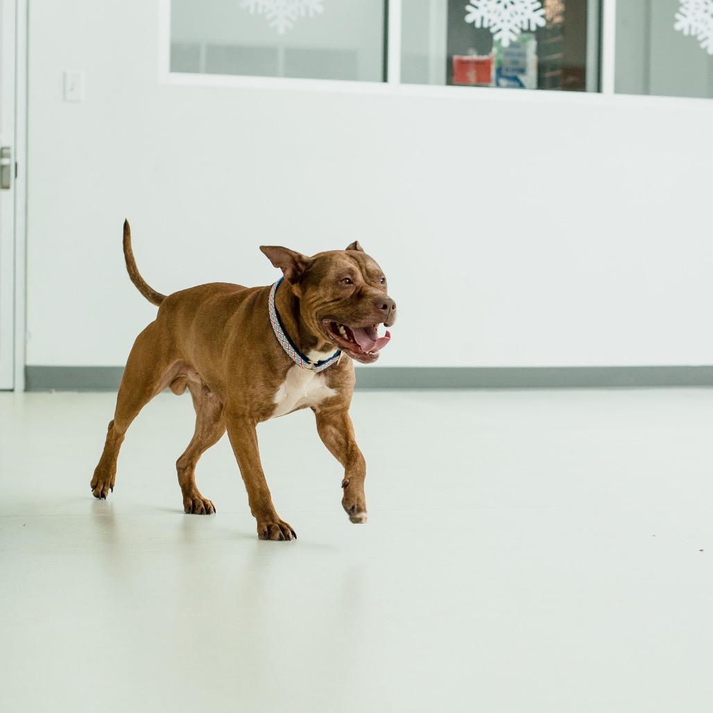 Enlarge Will, a Adoptable Mixed Breed in Warwick, RI image 4/6