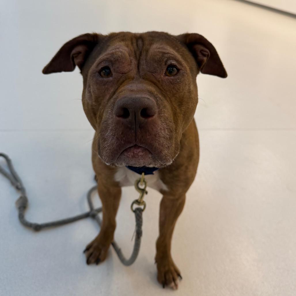 Enlarge Will, a Adoptable Mixed Breed in Warwick, RI image 5/6