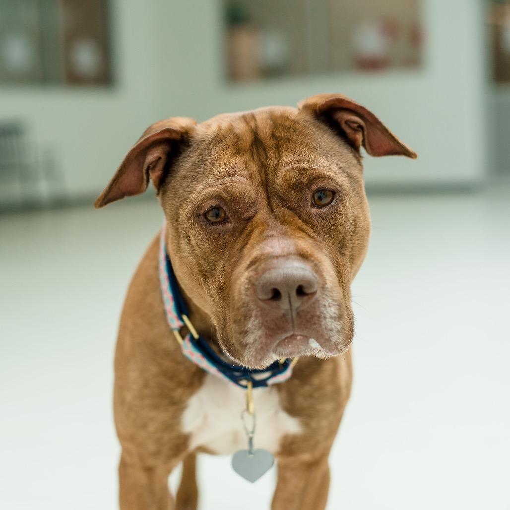 Enlarge Will, a Adoptable Mixed Breed in Warwick, RI image 6/6