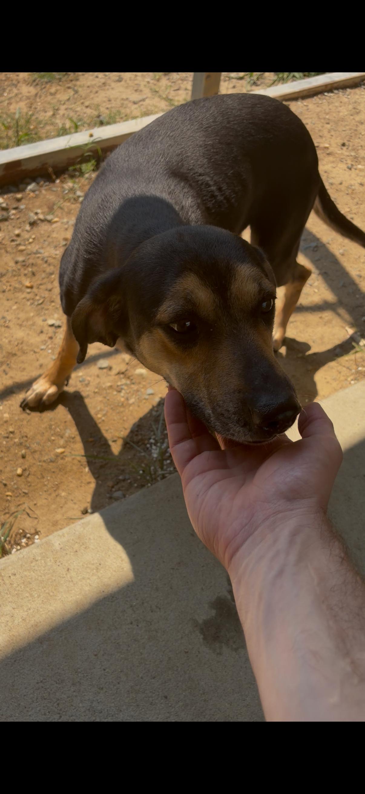 Enlarge webby, a Adoptable mixed breed in Tappahannock, VA image 1/1