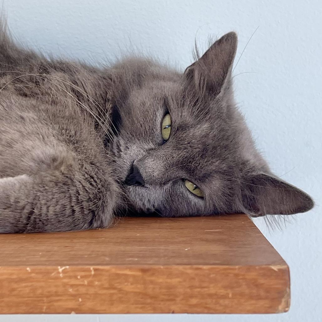 Didi — thumbnail 5