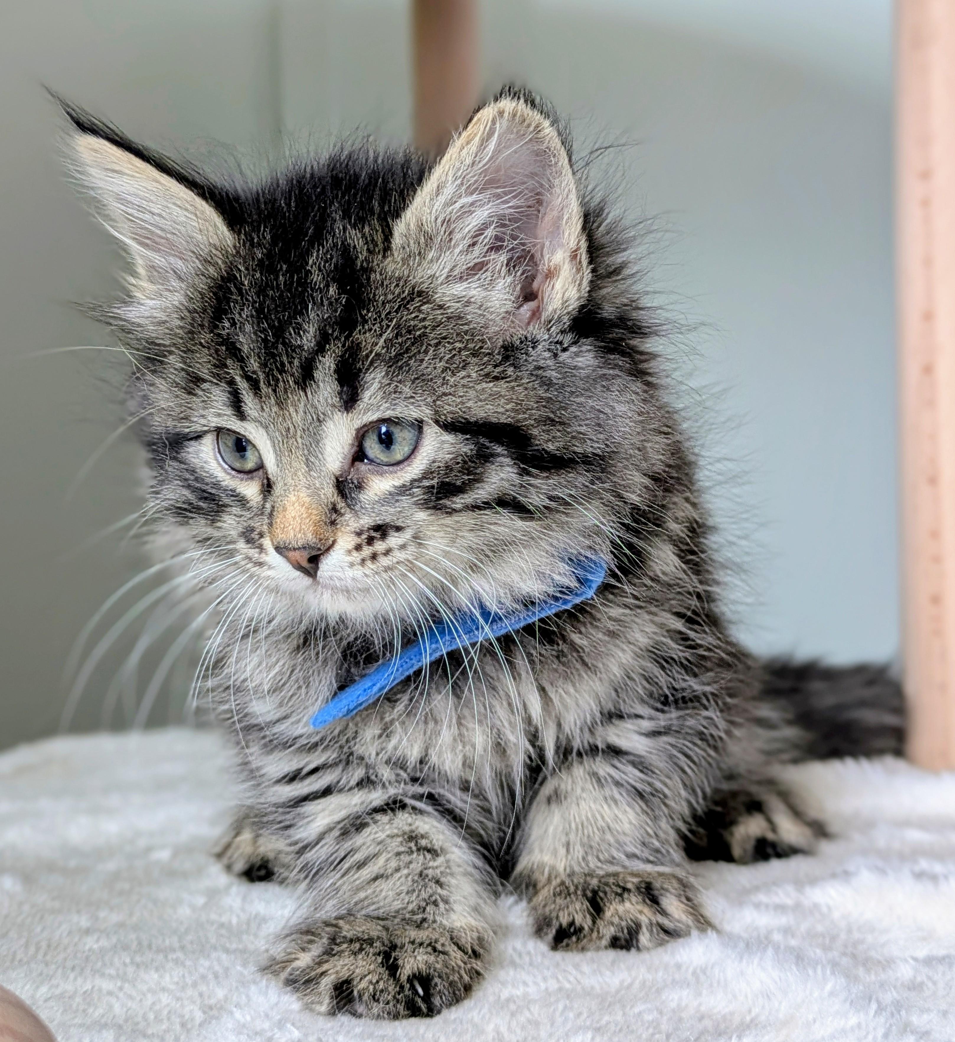 Rain, ADOPTABLE, Young Female Domestic Long Hair.