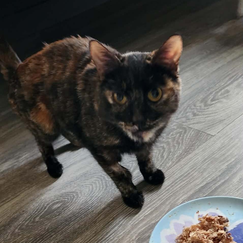 Penny Rickard, a Adoptable Domestic Short Hair in Eagle Mountain, UT image 1/2
