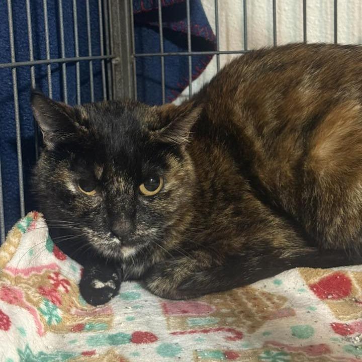 Penny Rickard, a Adoptable Domestic Short Hair in Eagle Mountain, UT image 2/2